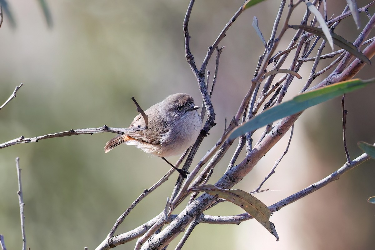 Chestnut-rumped Thornbill - ML637305152