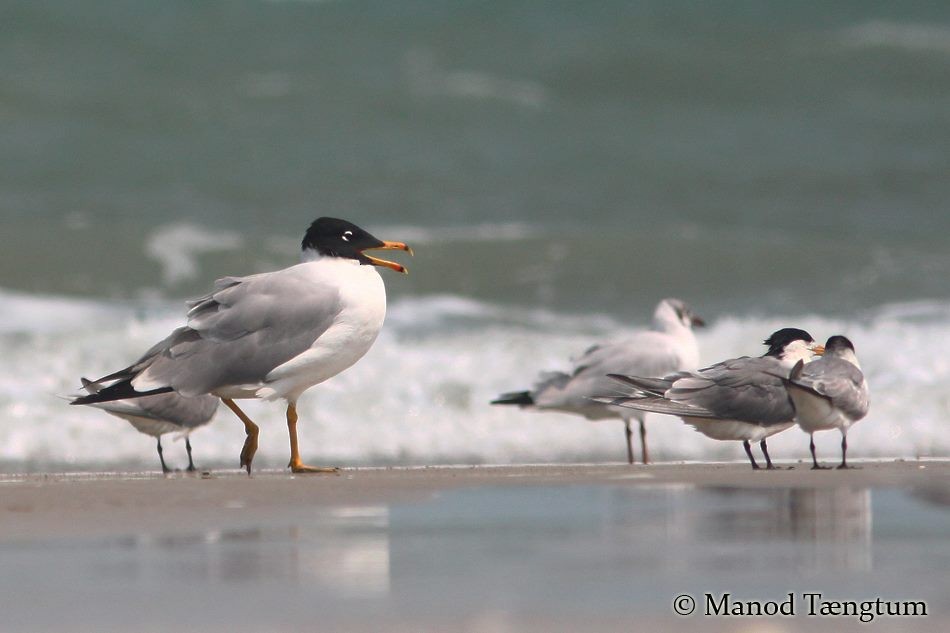 Pallas's Gull - ML637305159