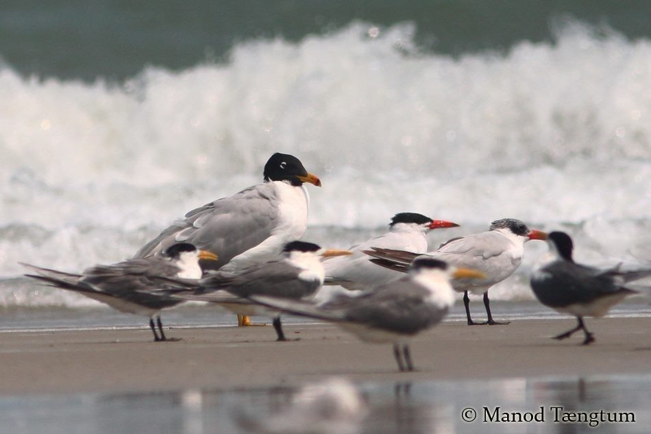 Pallas's Gull - ML637305160