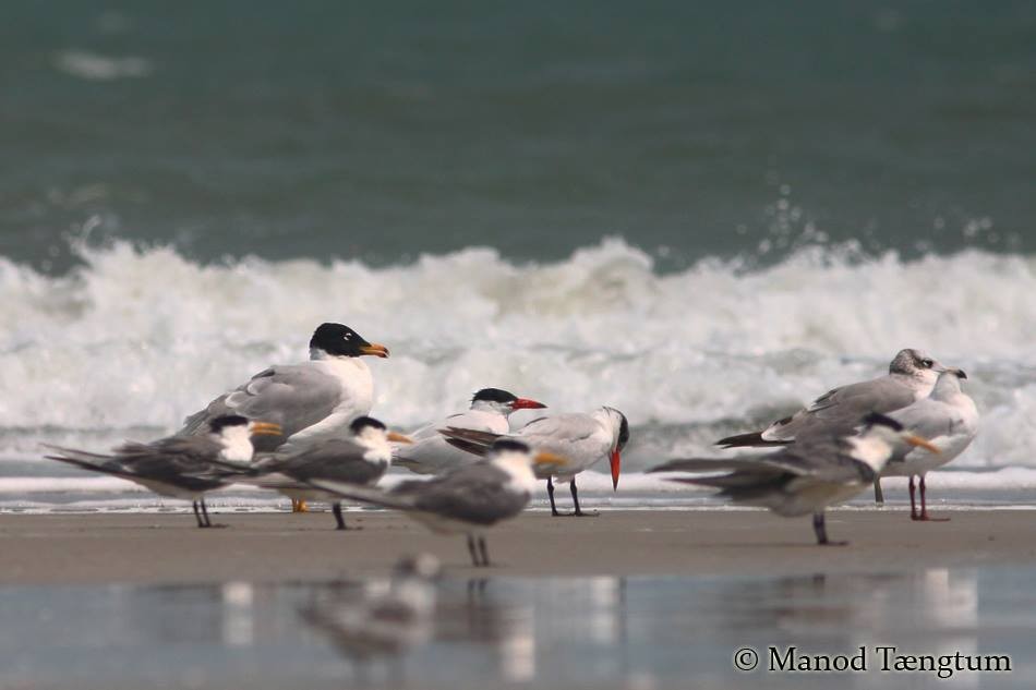 Pallas's Gull - ML637305161