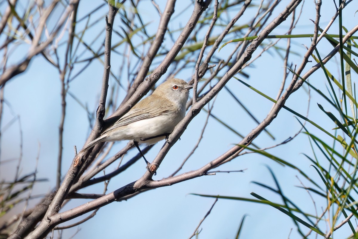 Western Gerygone - ML637305177