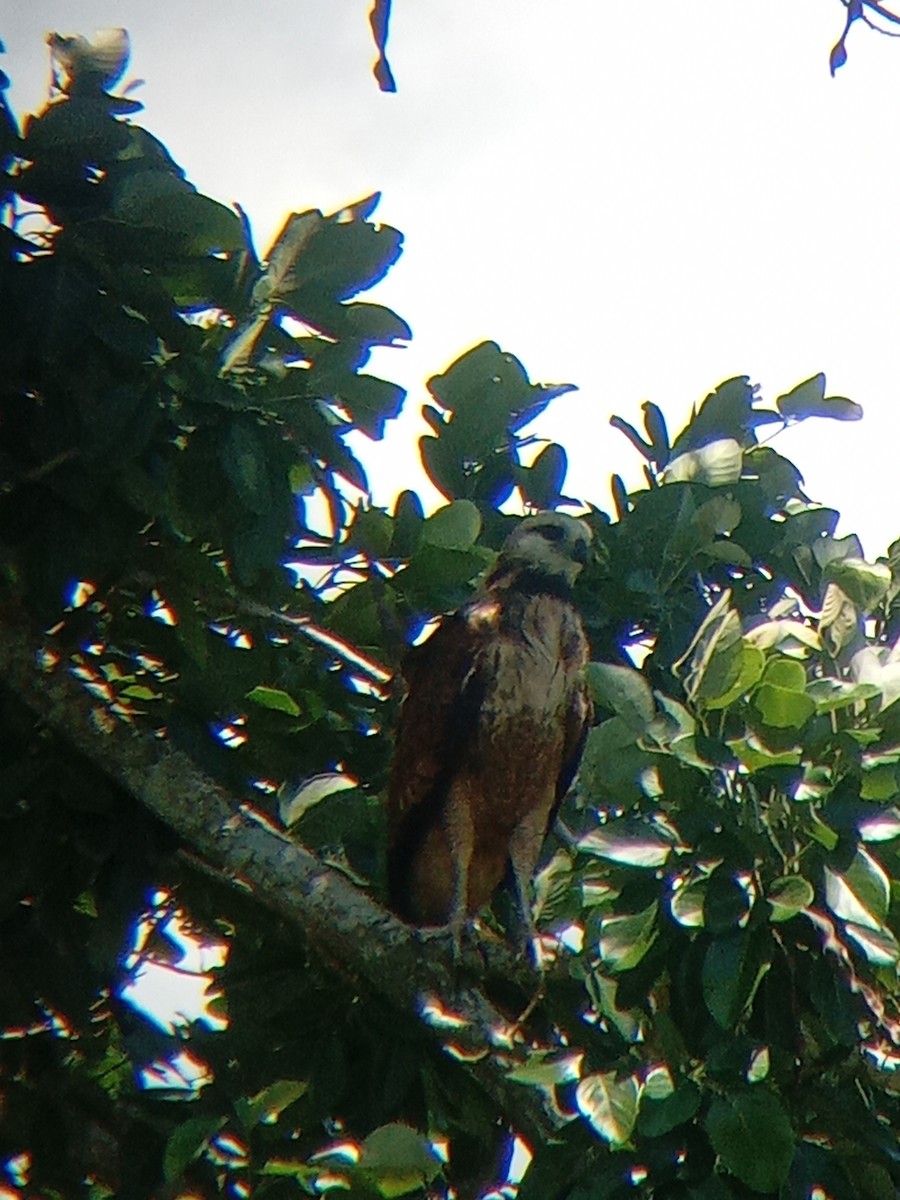Black-collared Hawk - ML637305184