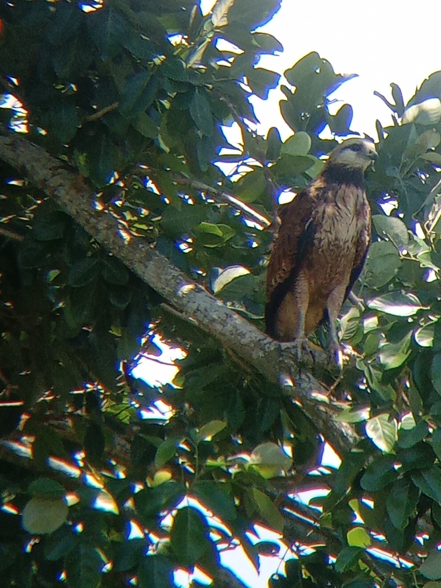 Black-collared Hawk - ML637305185