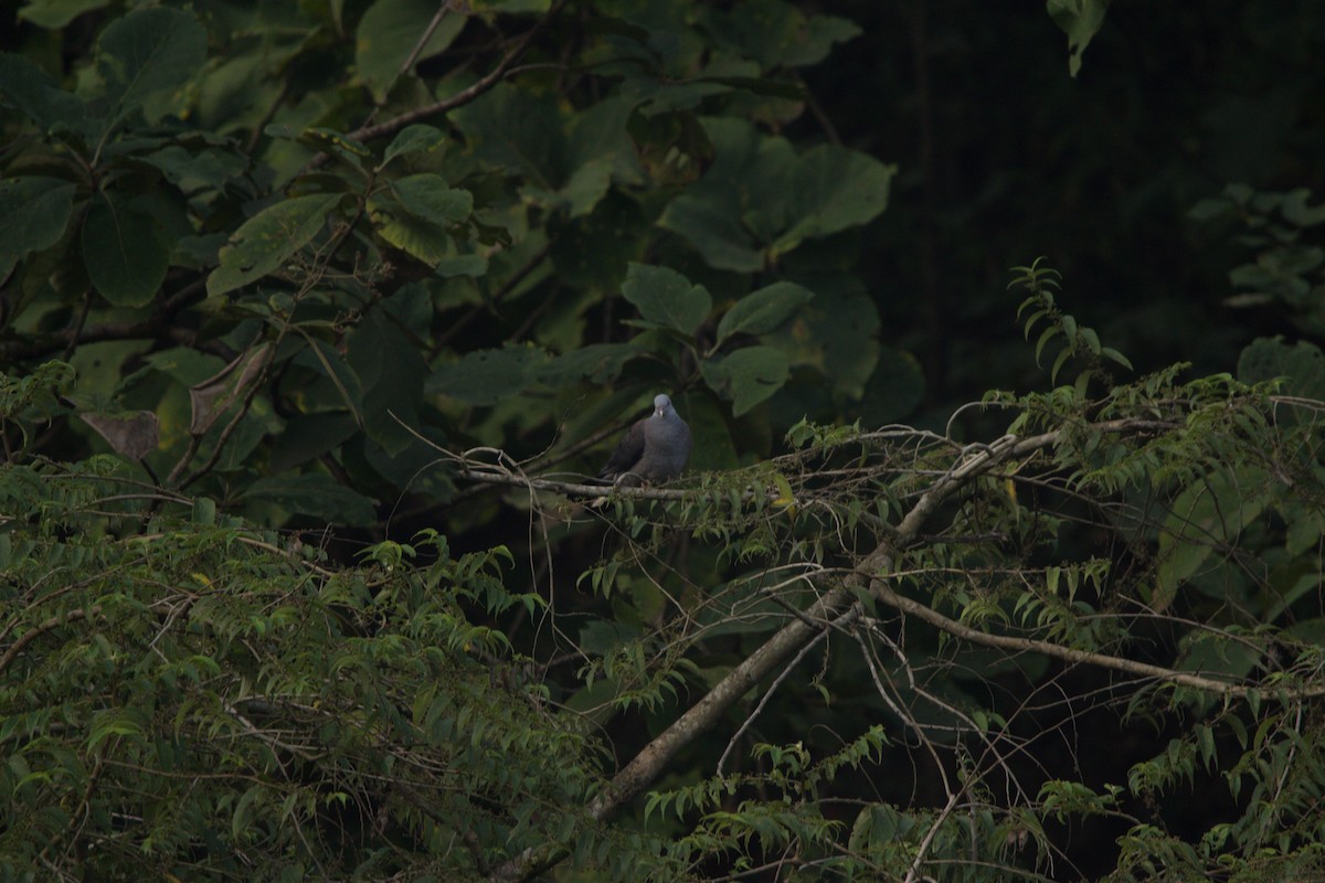holub nilgirský - ML637305230