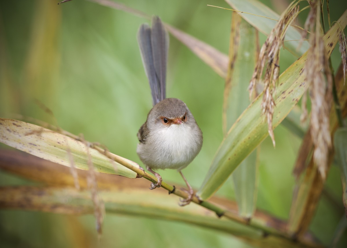 Superb Fairywren - ML637305302