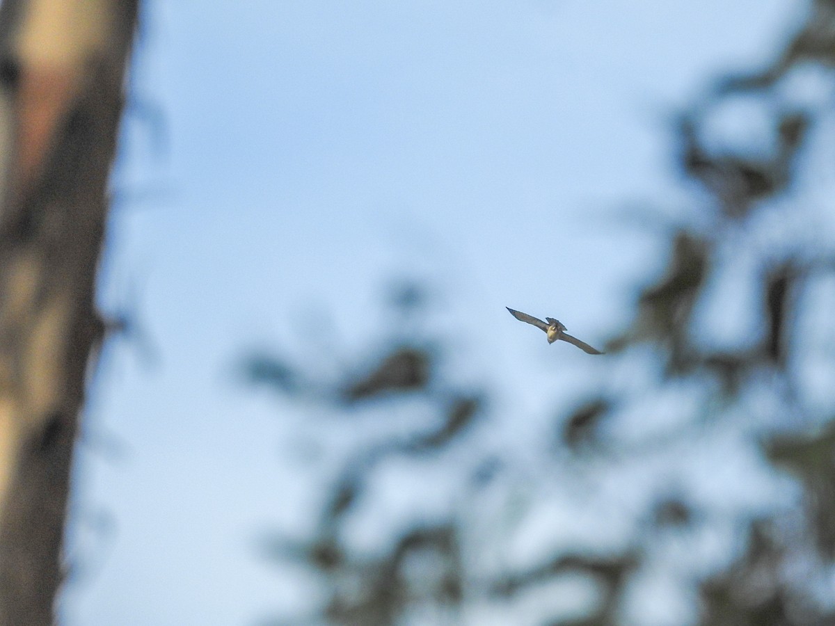 Little Eagle - ML637305350