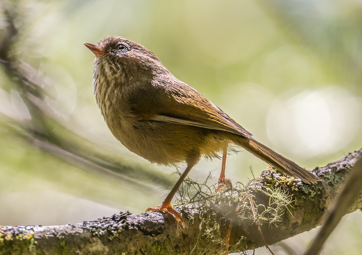 Taiwan Fulvetta - ML637305352