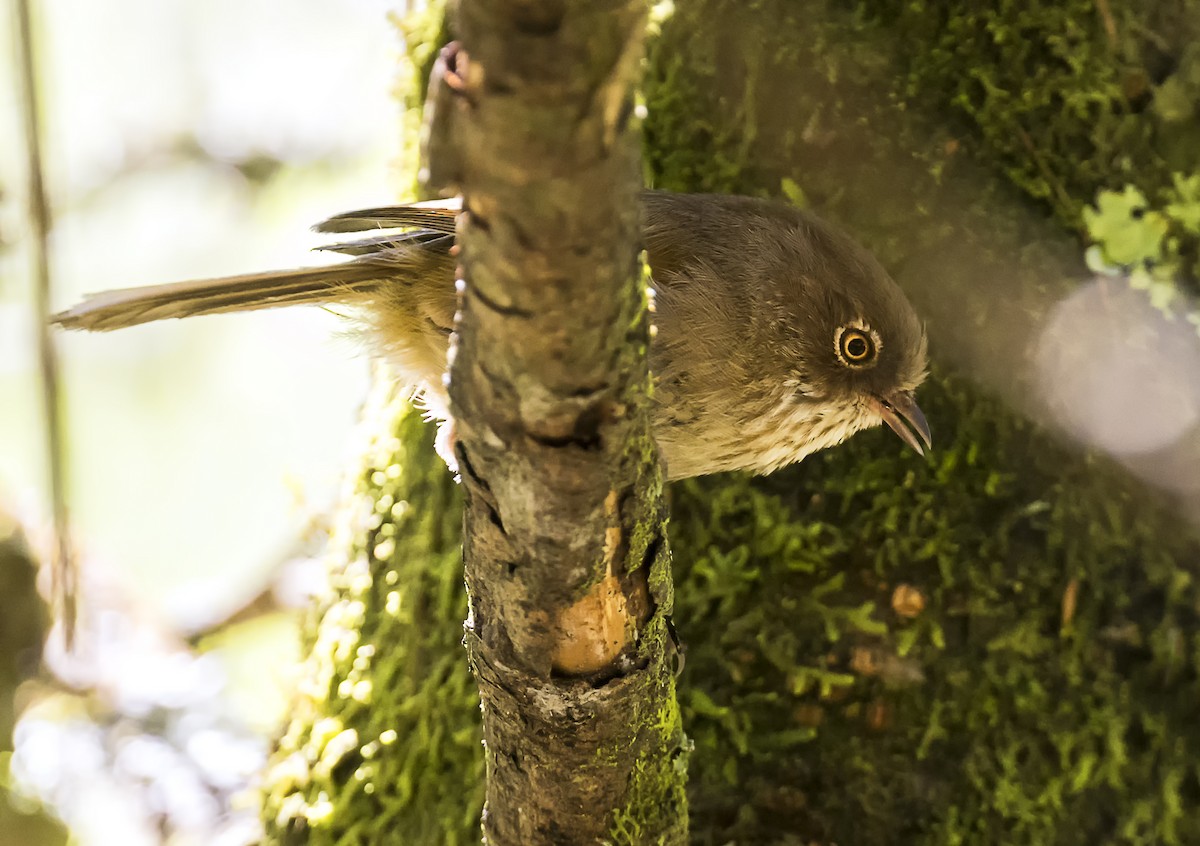 Taiwan Fulvetta - ML637305353