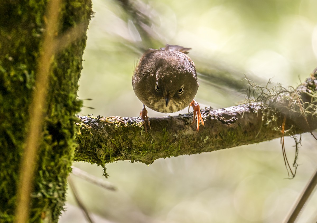 Taiwan Fulvetta - ML637305354