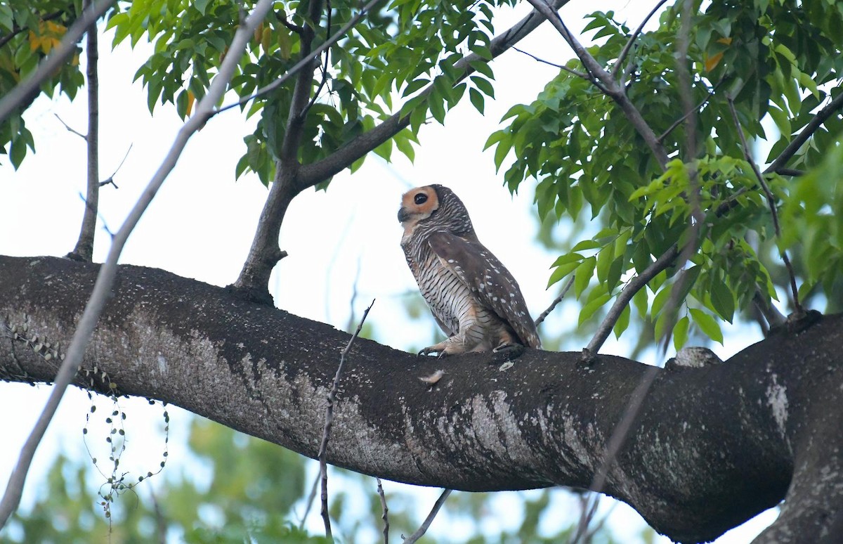 Spotted Wood-Owl - ML637305378