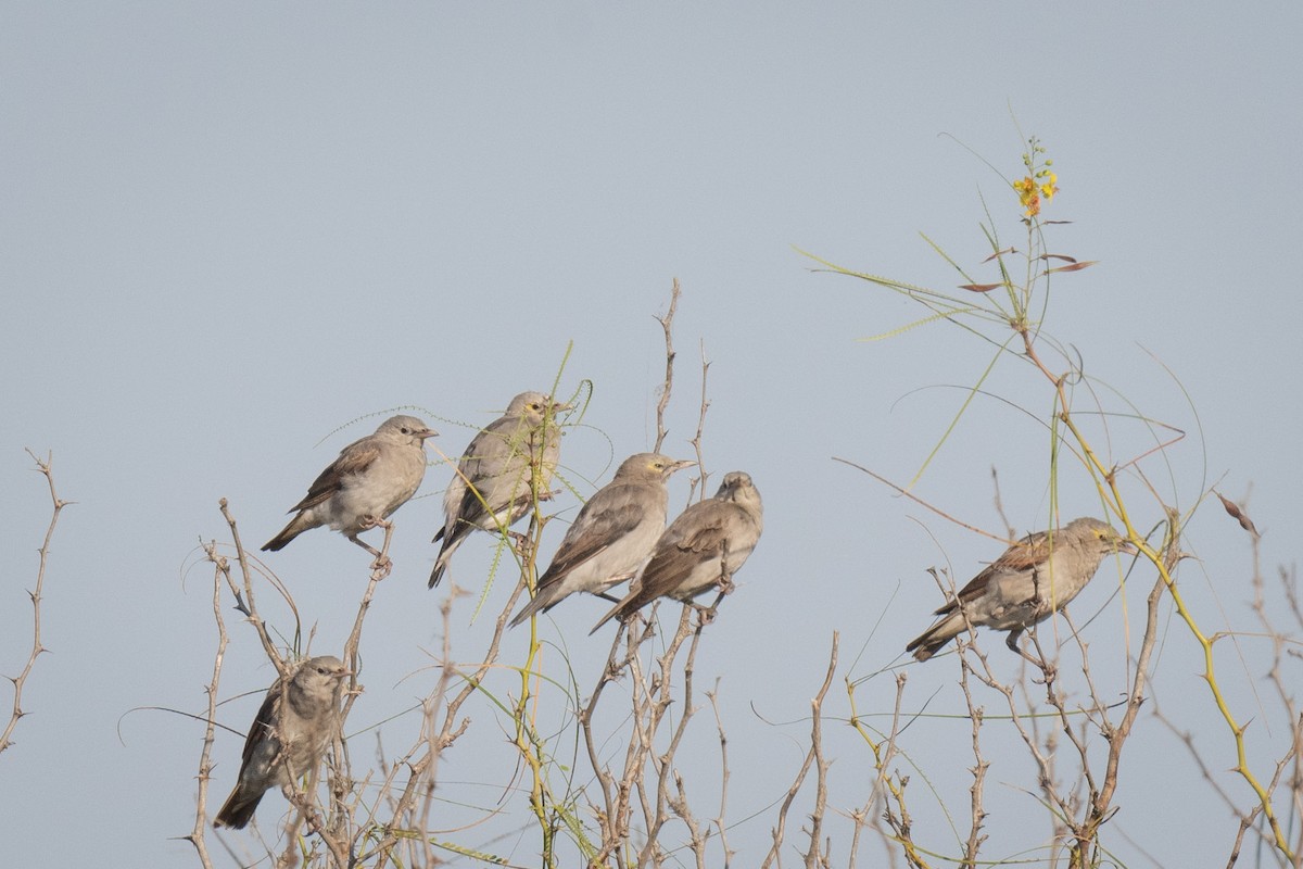 Wattled Starling - ML637305383
