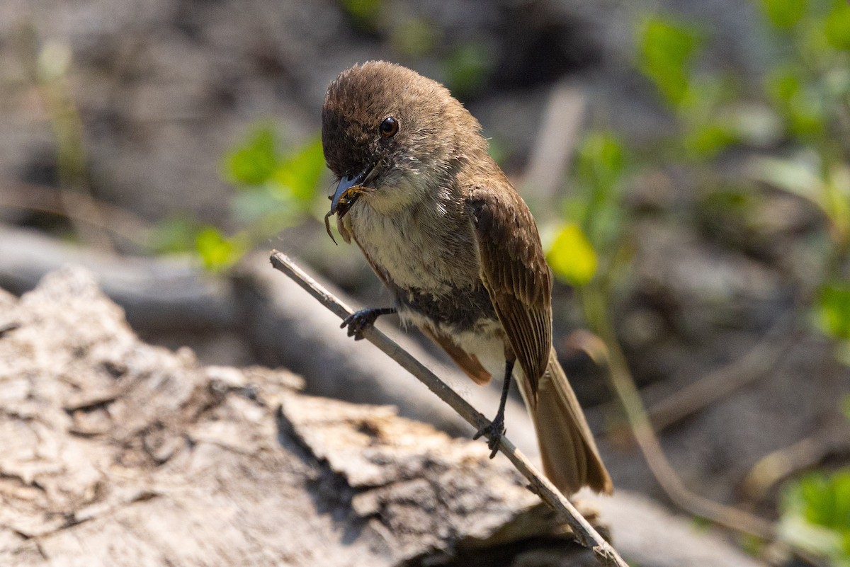 Eastern Phoebe - ML637305404