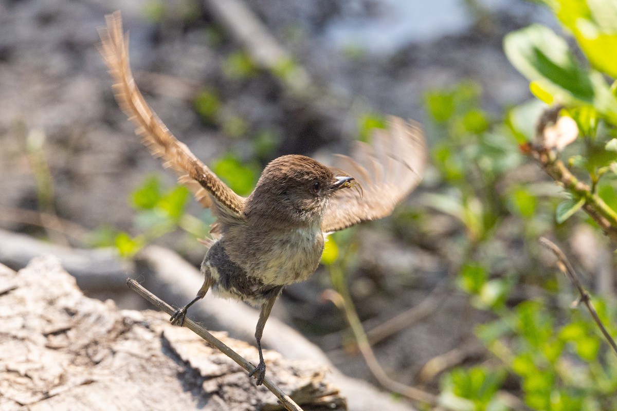 Eastern Phoebe - ML637305436