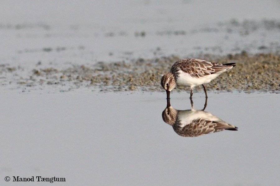 Broad-billed Sandpiper - ML637305474
