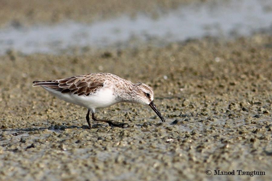 Broad-billed Sandpiper - ML637305476