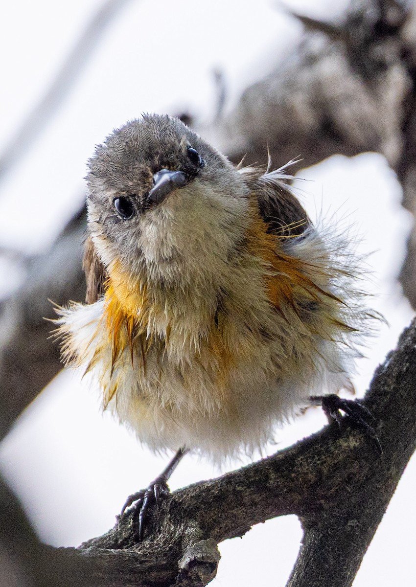 American Redstart - ML637305512