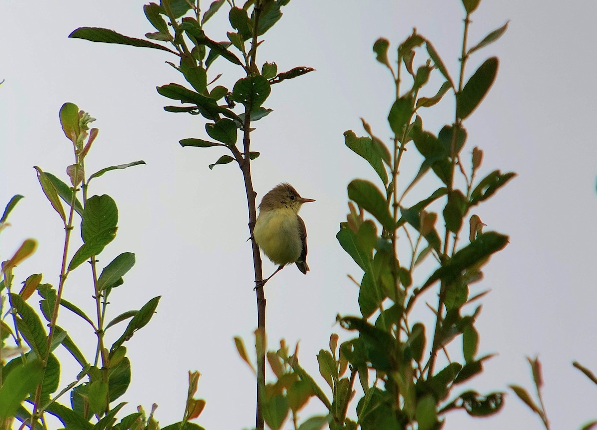 Melodious Warbler - ML637305514