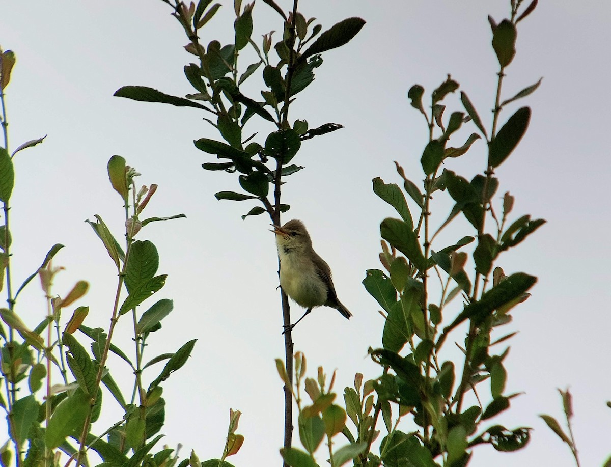 Melodious Warbler - ML637305515