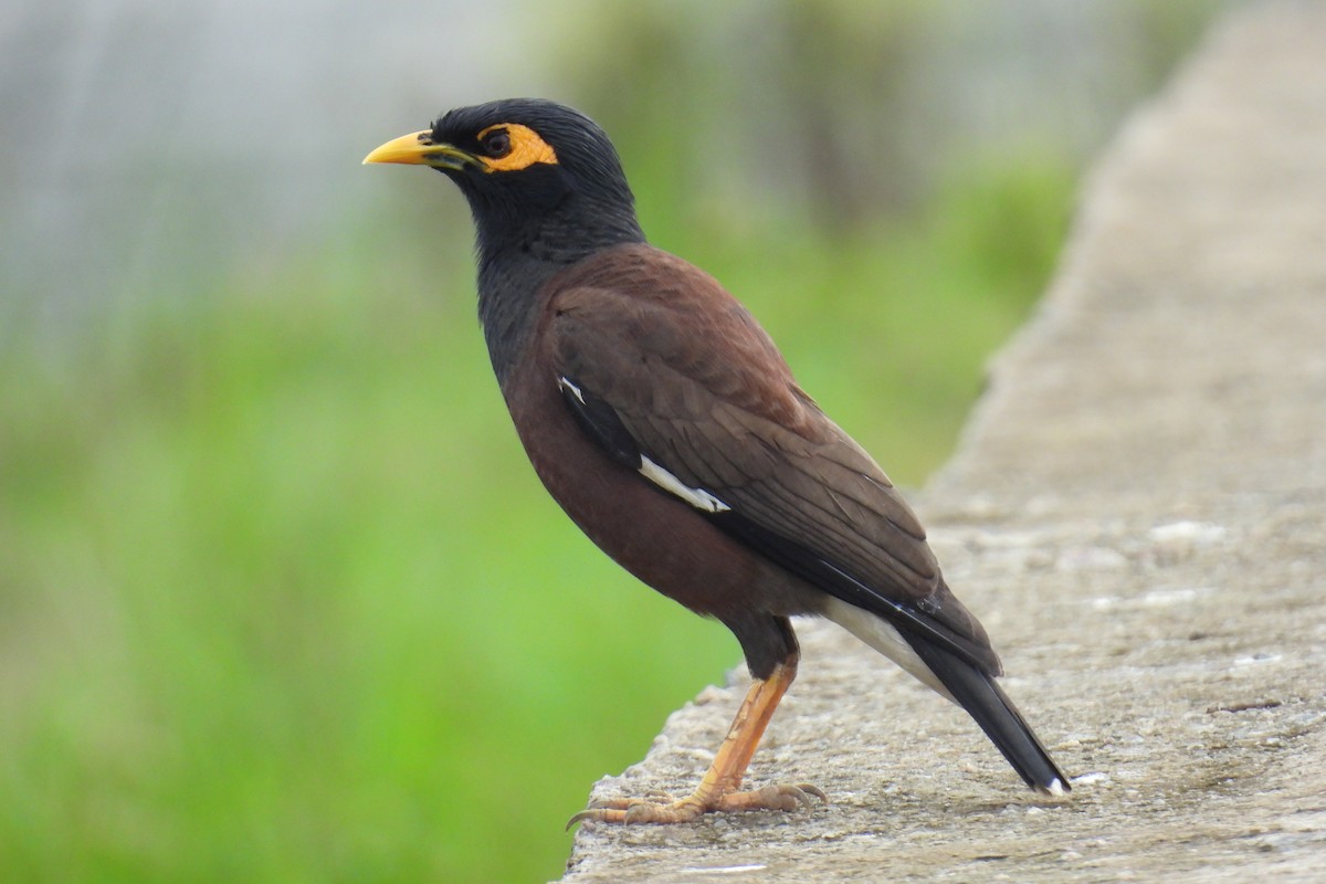 Common Myna - ML637305542