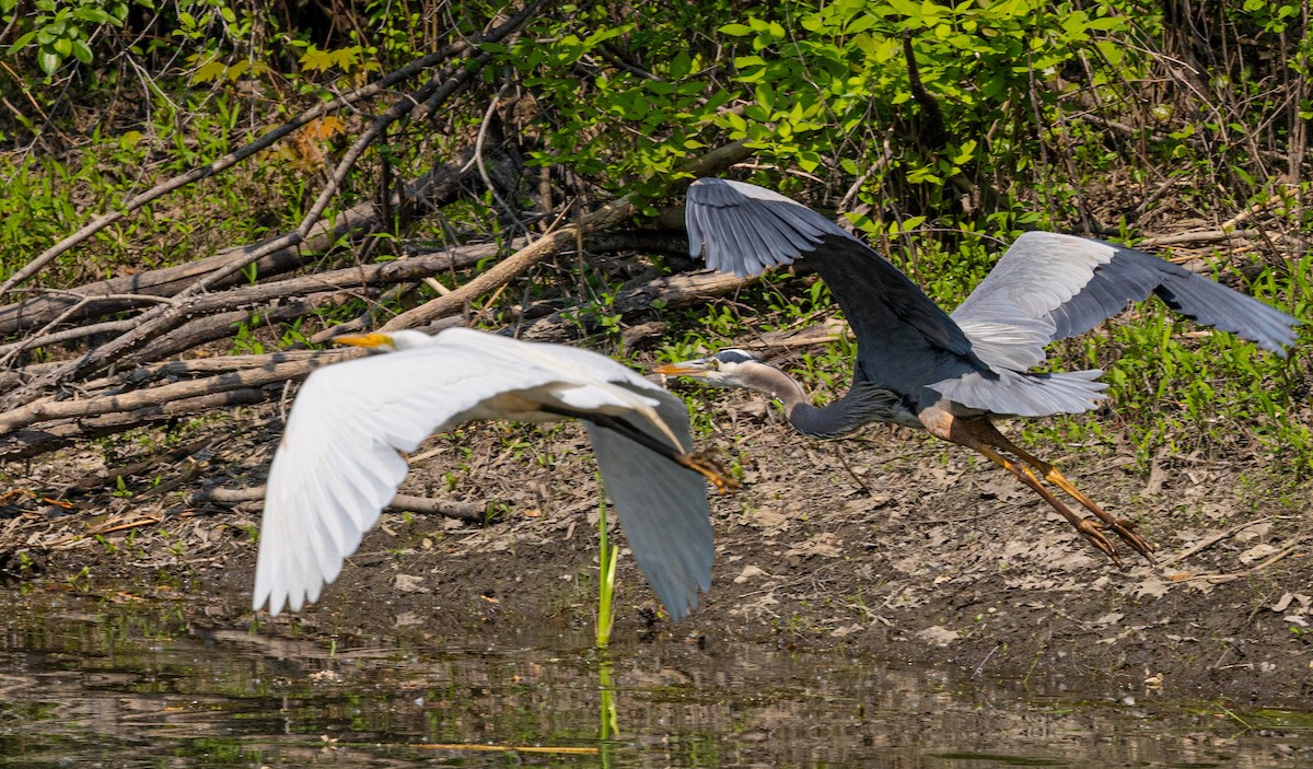 Great Blue Heron - ML637305561
