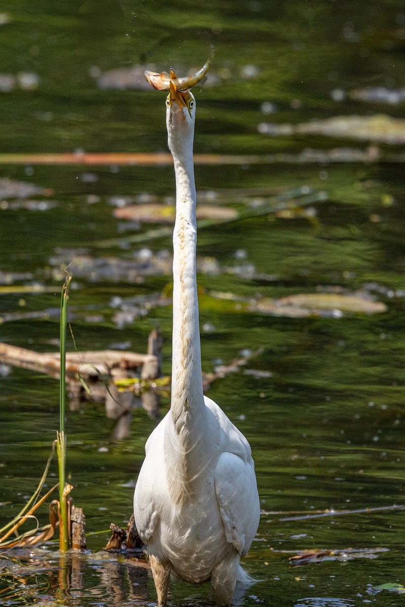 Great Egret - ML637305576