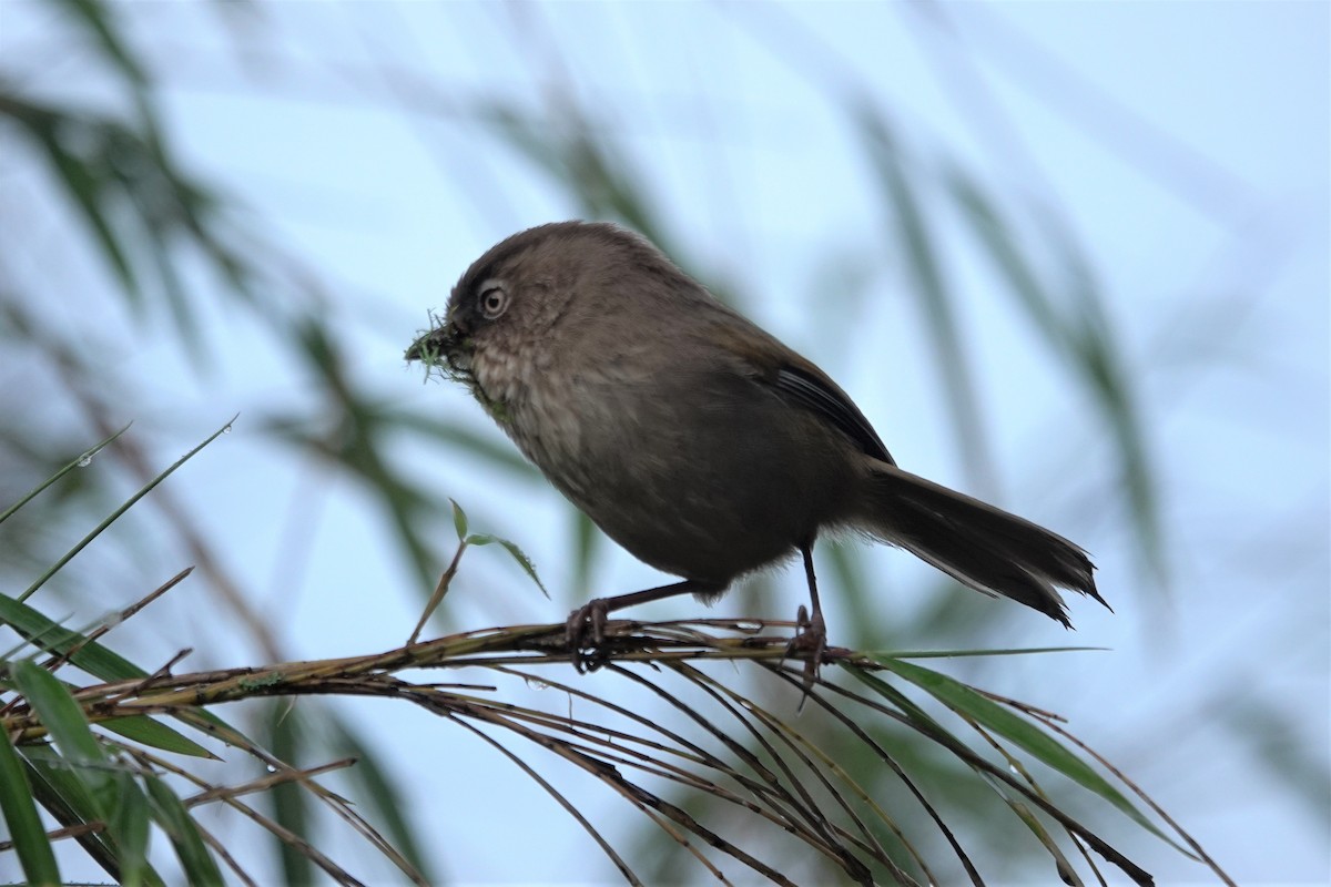 Taiwan Fulvetta - ML637305617
