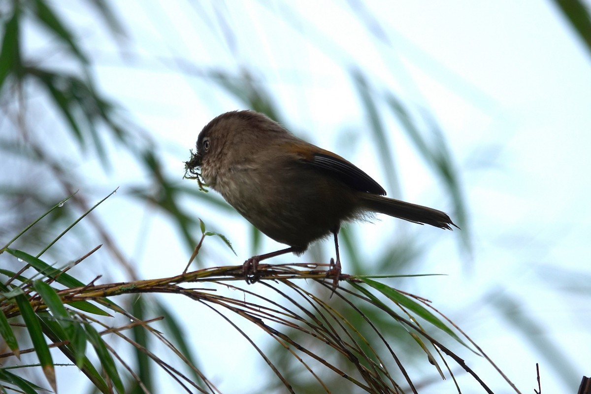 Taiwan Fulvetta - ML637305618
