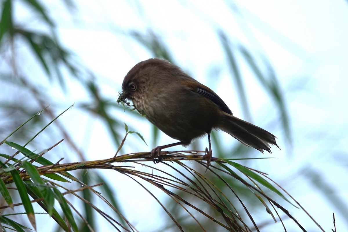 Taiwan Fulvetta - ML637305619