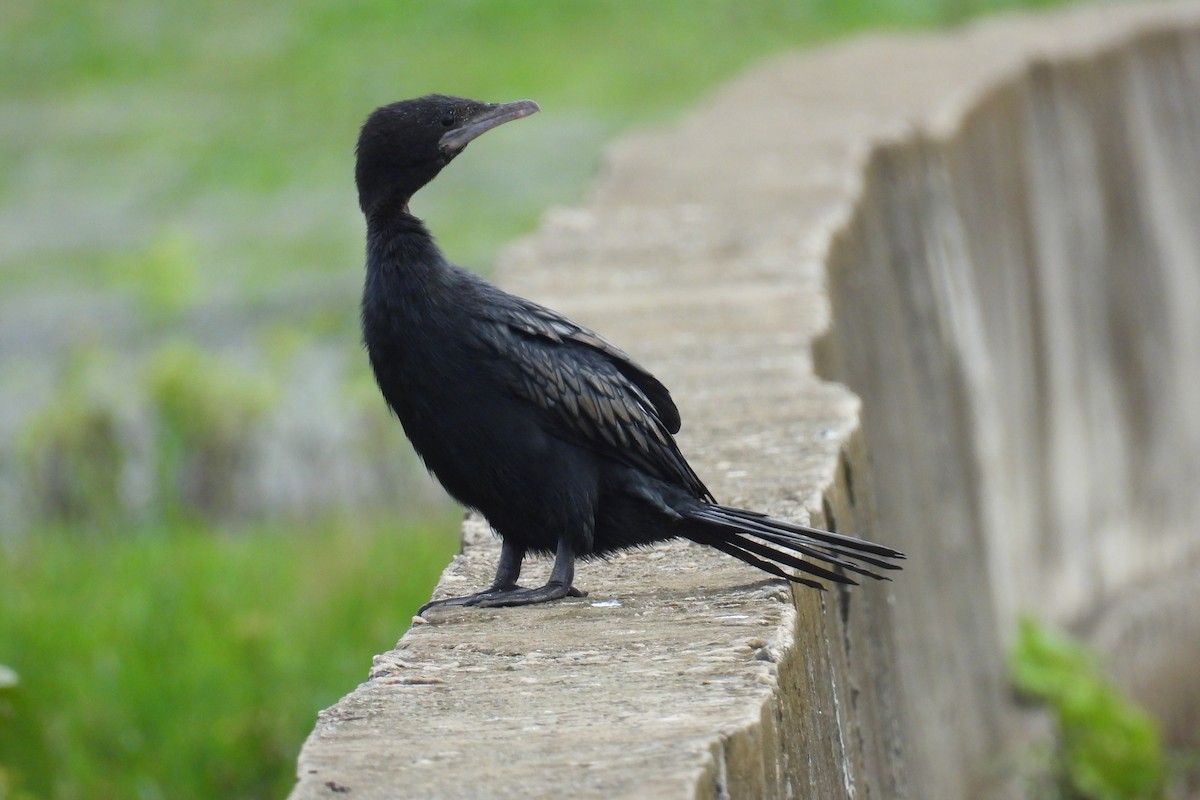 Little Cormorant - ML637305667