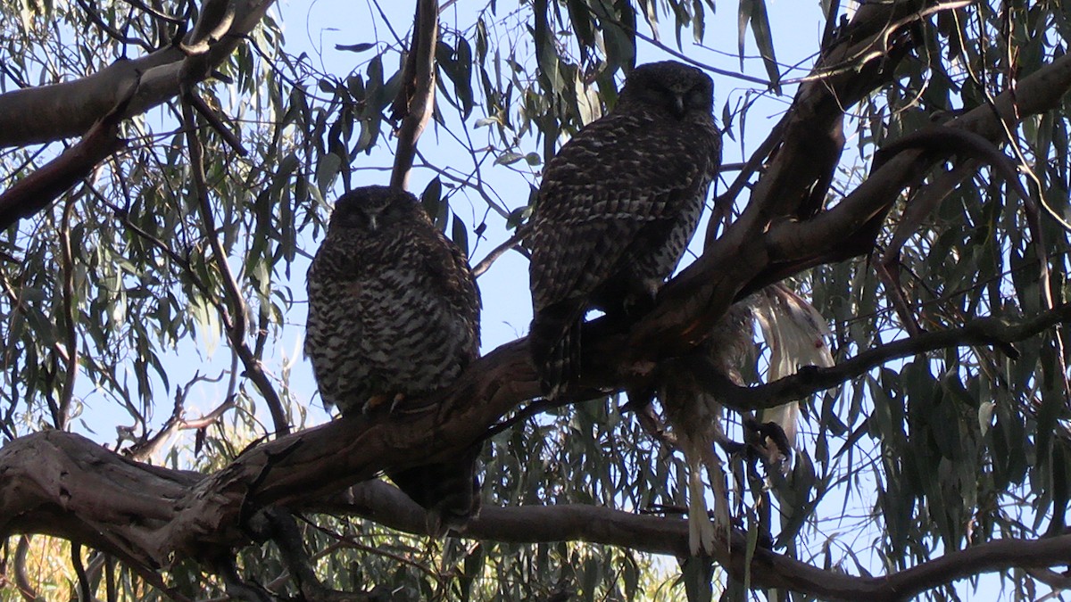 Powerful Owl - ML637305685