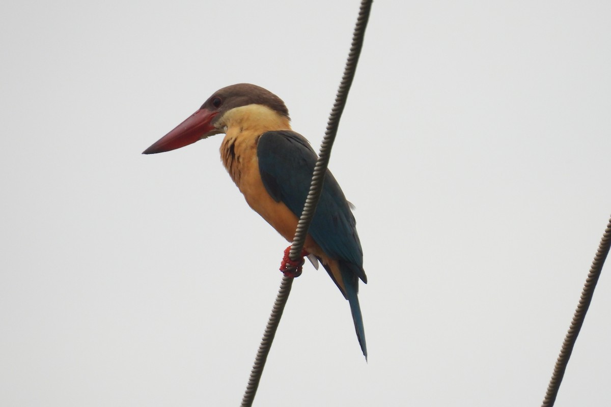 Stork-billed Kingfisher - ML637305700