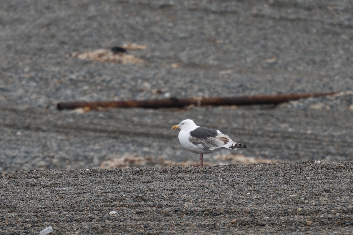 Slaty-backed Gull - ML637305725