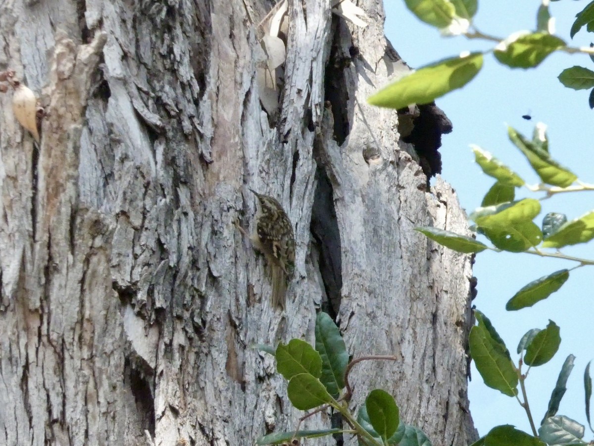Brown Creeper - ML637305736