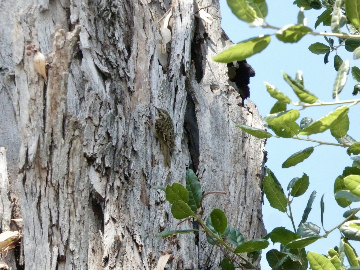 Brown Creeper - ML637305737