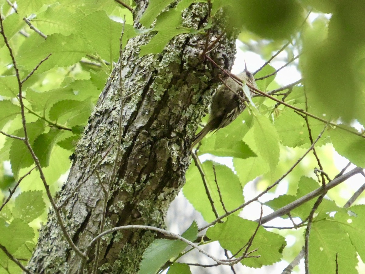 Brown Creeper - ML637305738