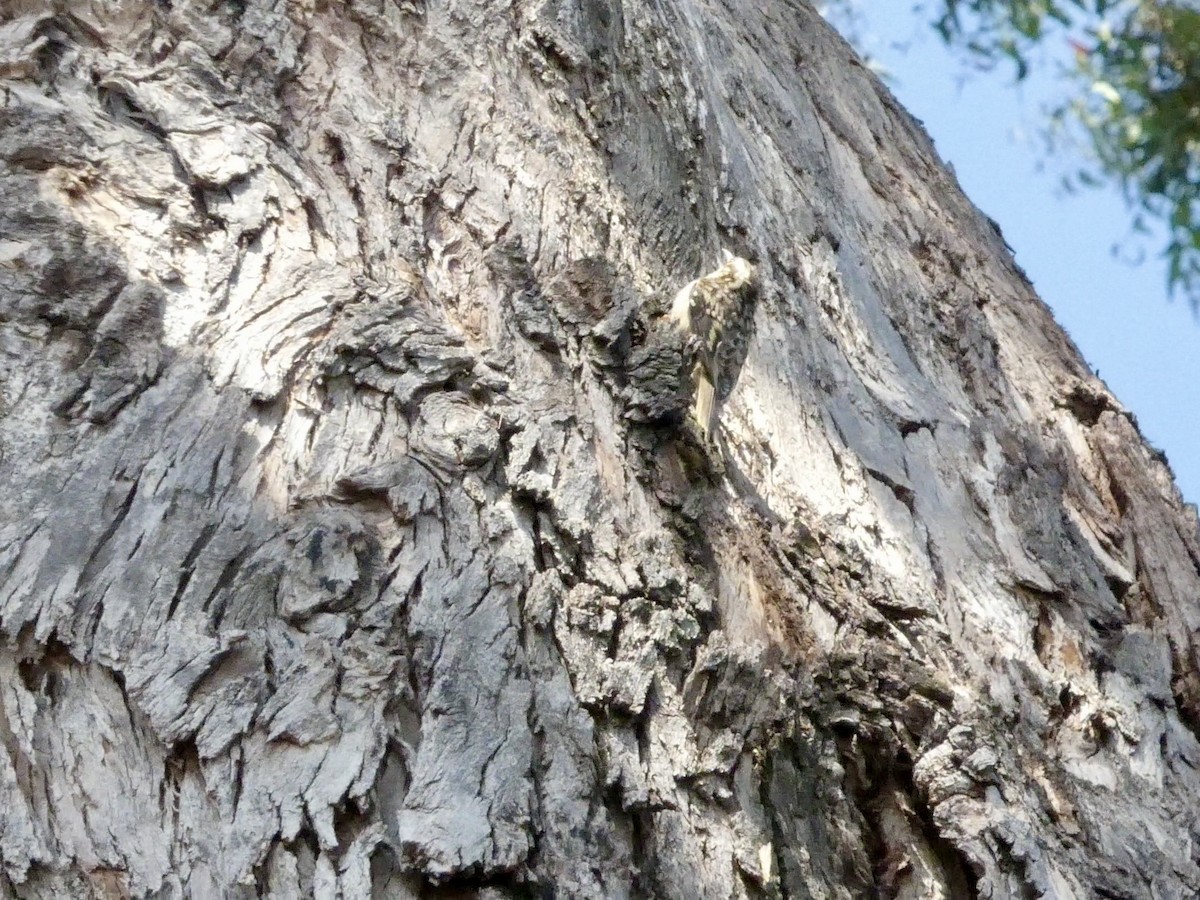 Brown Creeper - ML637305739