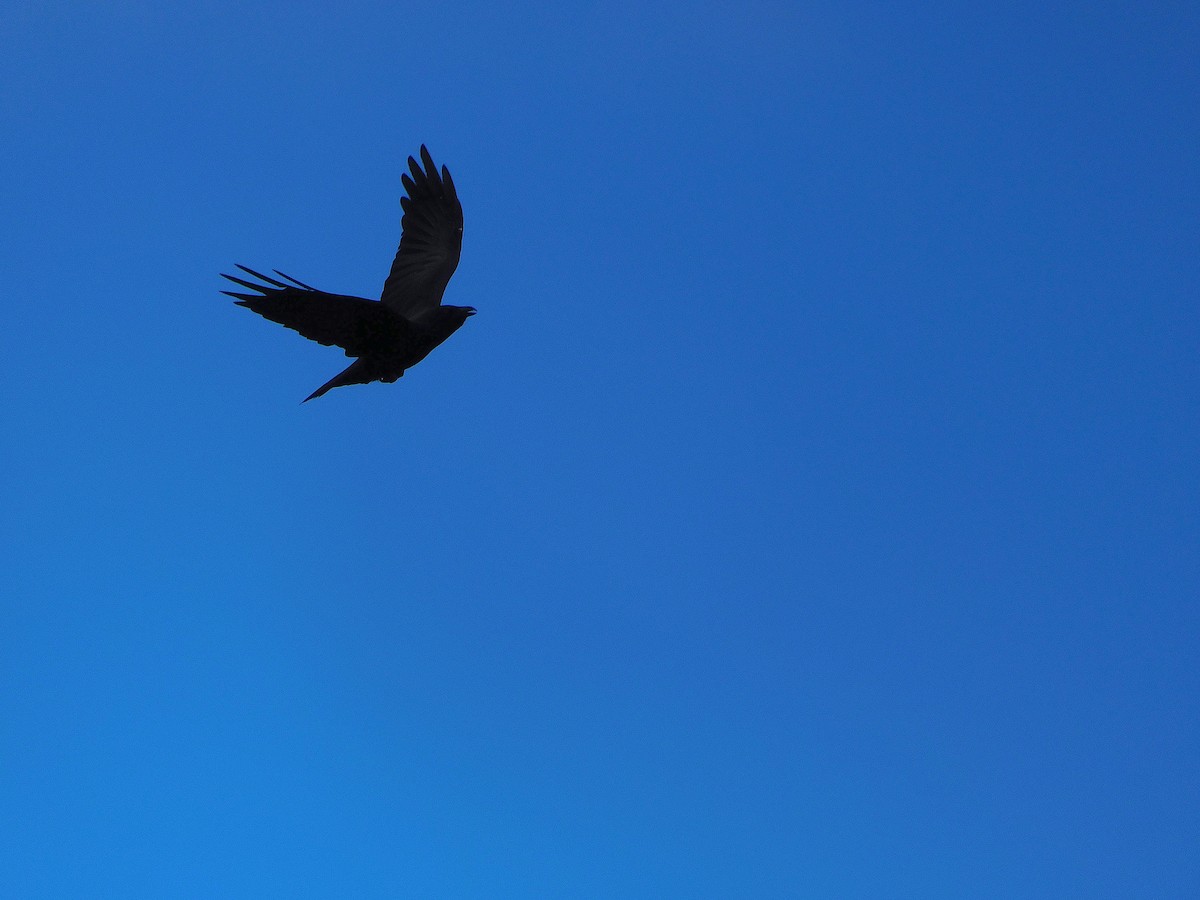 Forest Raven - ML637305750