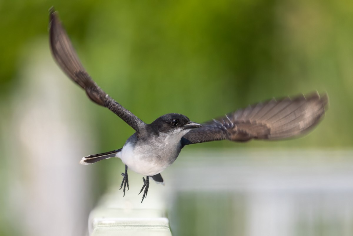 Eastern Kingbird - ML637305796