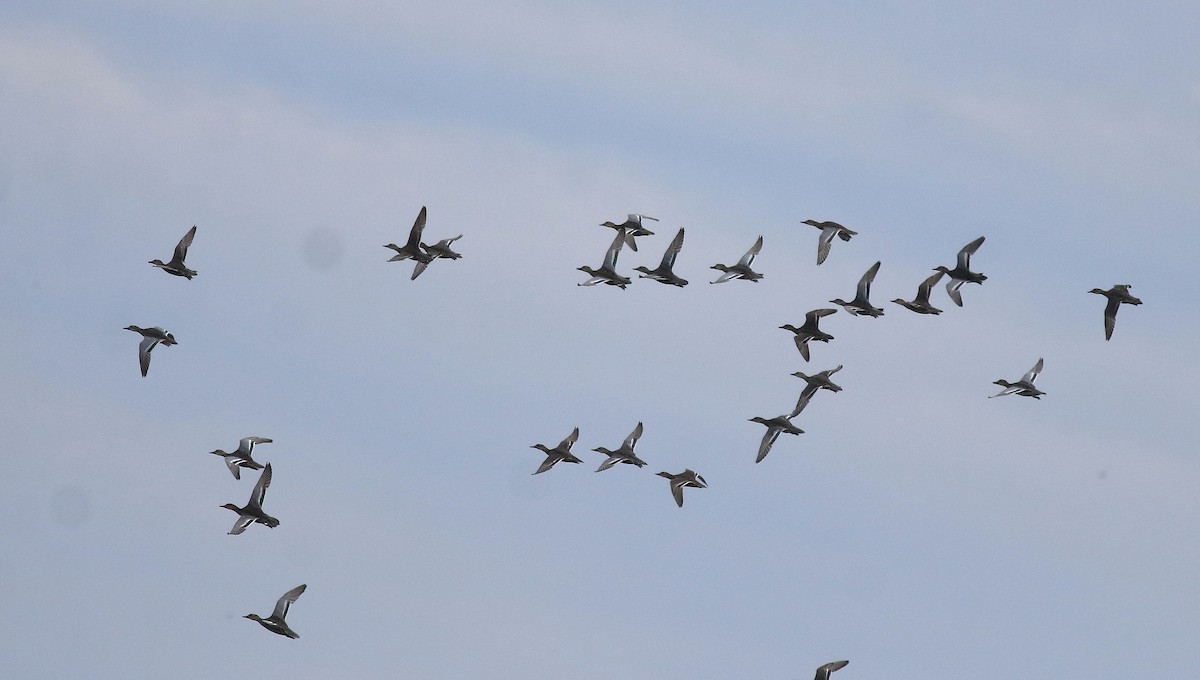 Garganey - ML637305822