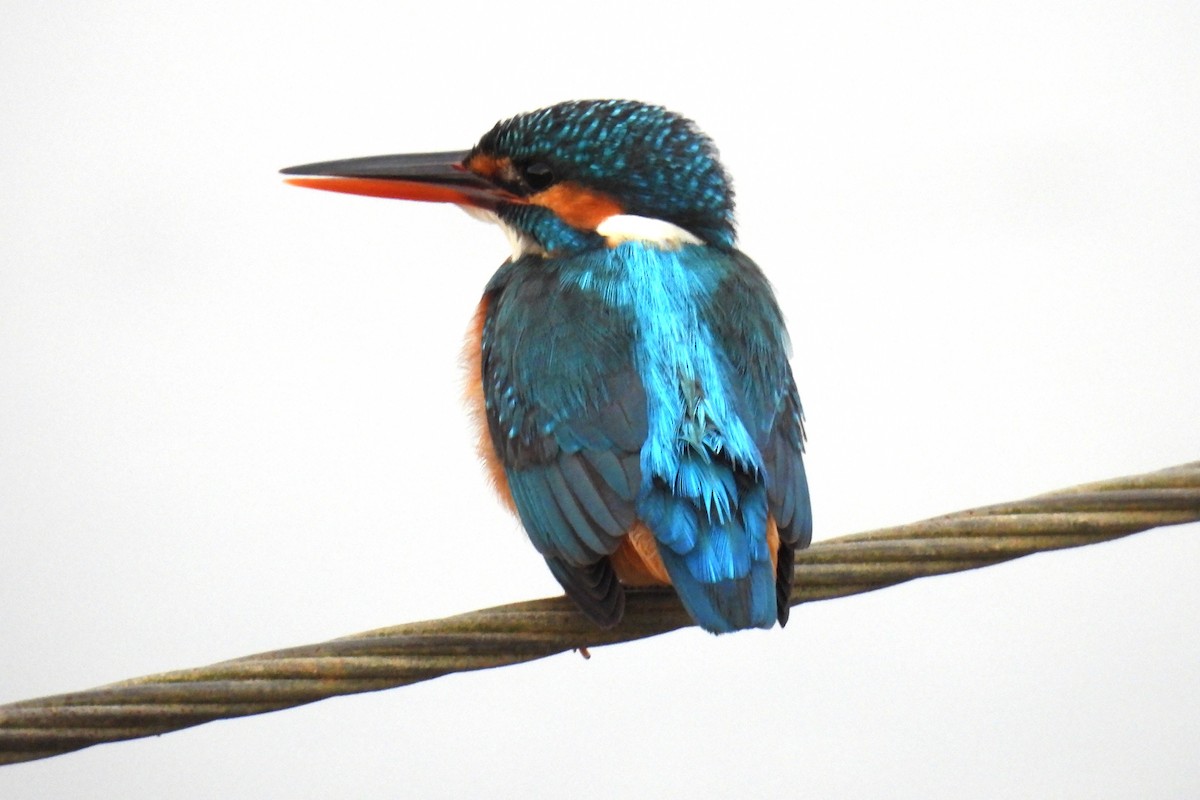 Common Kingfisher - ML637305824