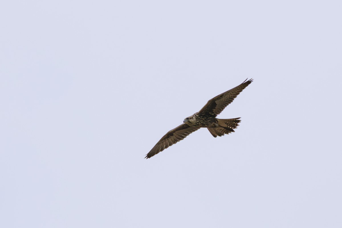 Saker Falcon - ML637305862