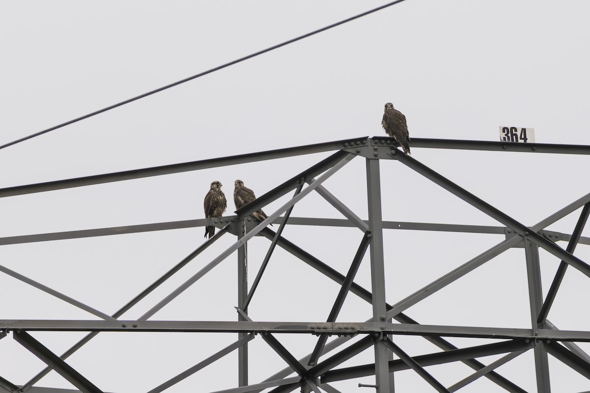 Saker Falcon - ML637305863