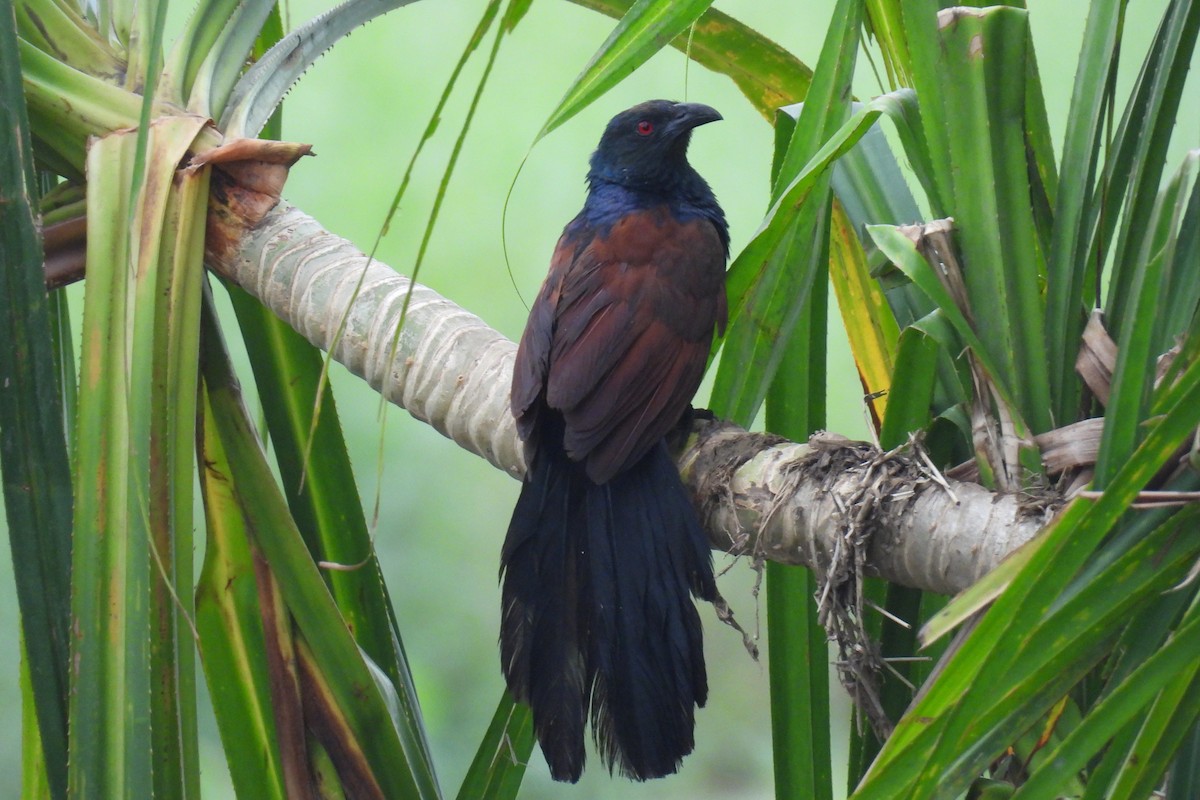 Greater Coucal - ML637305884