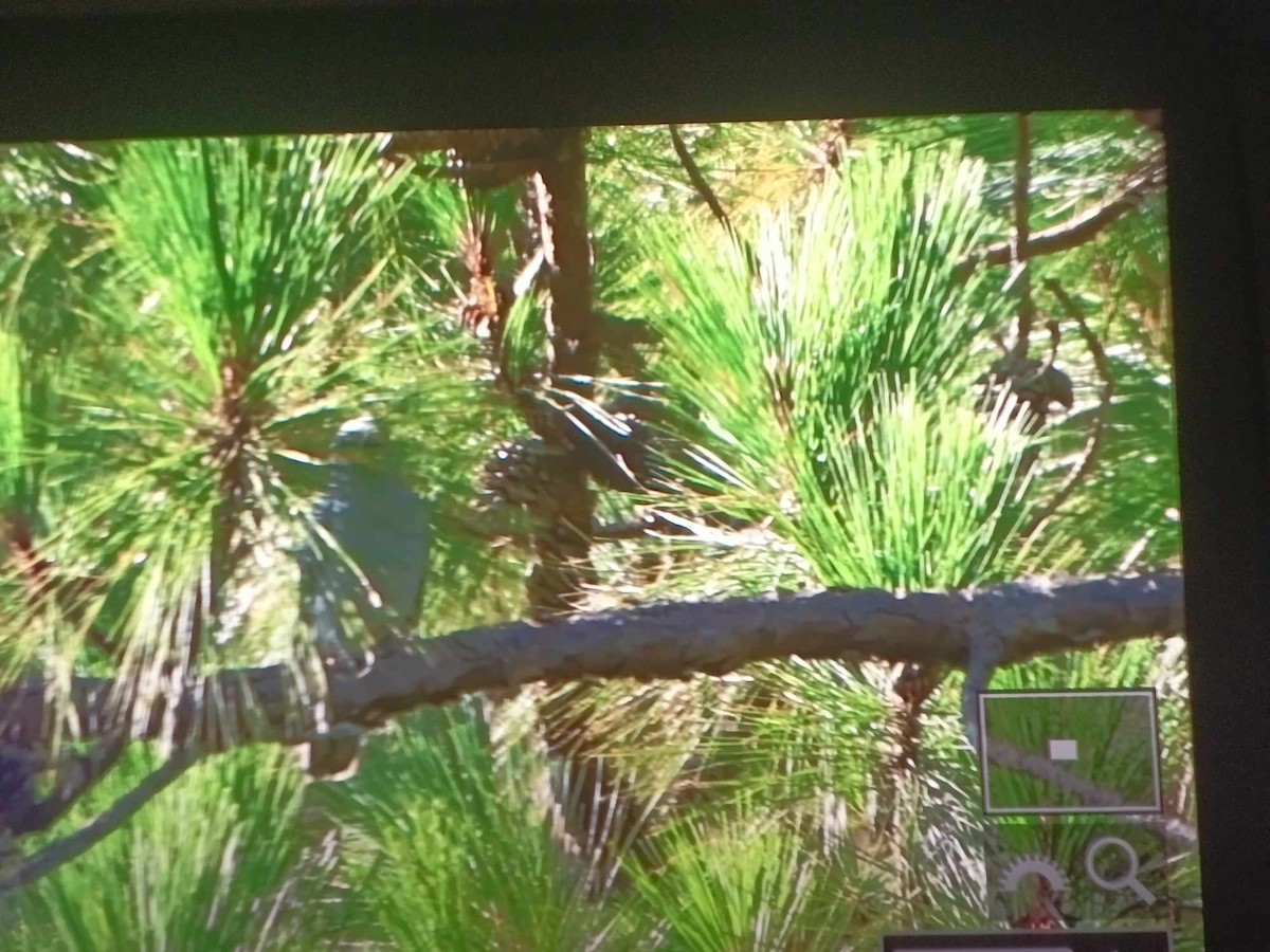 Oriental Cuckooshrike - ML637305903