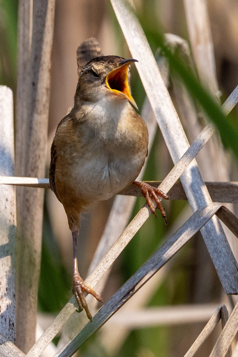 Marsh Wren - ML637305926