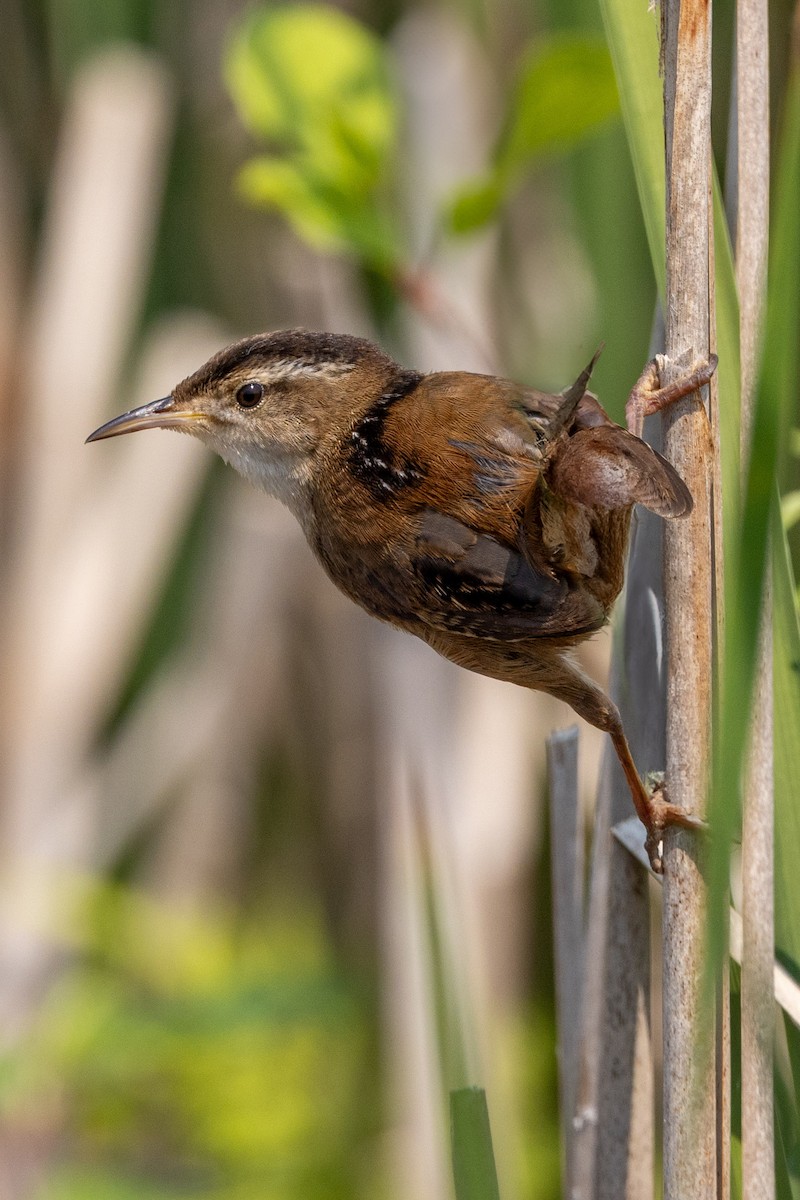 Marsh Wren - ML637305927