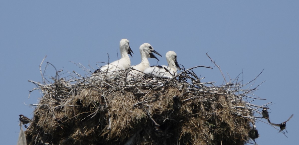 White Stork - ML637306010