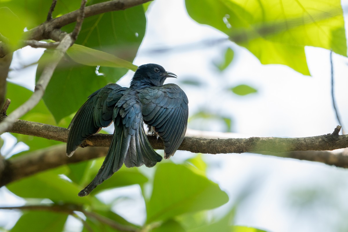 Fork-tailed Drongo-Cuckoo - ML637306026