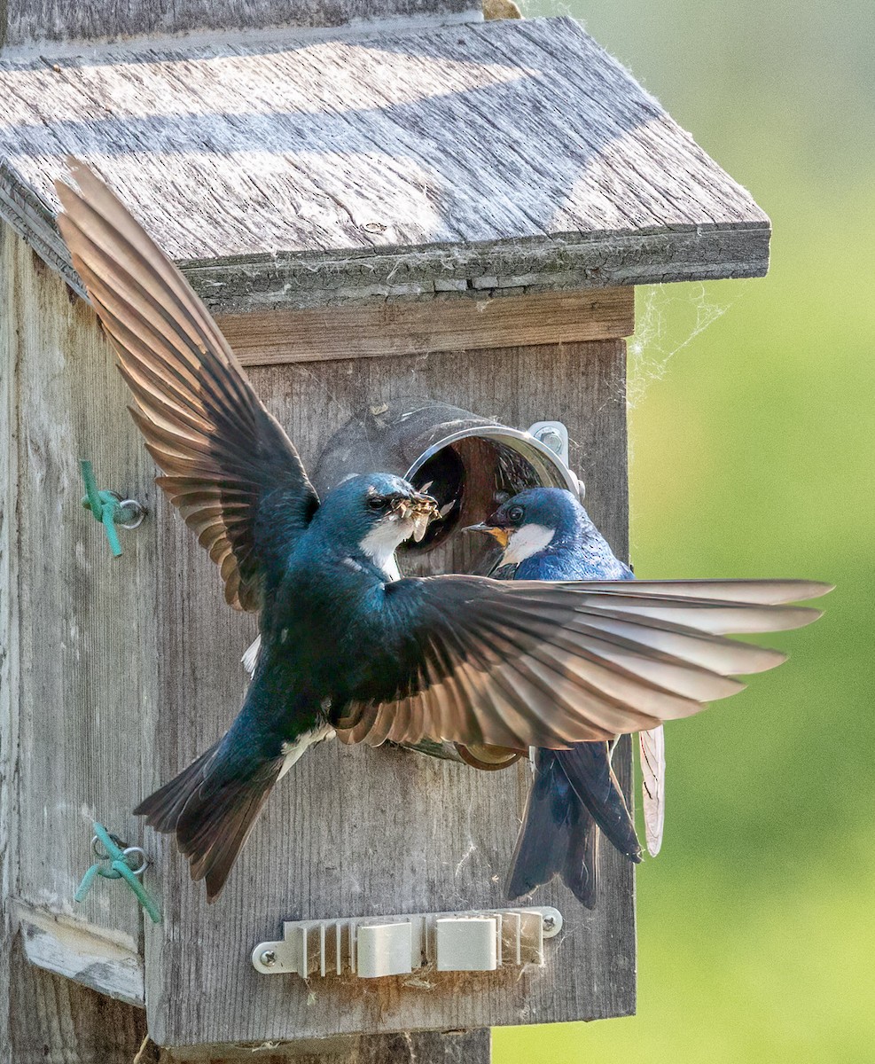 Tree Swallow - ML637306053