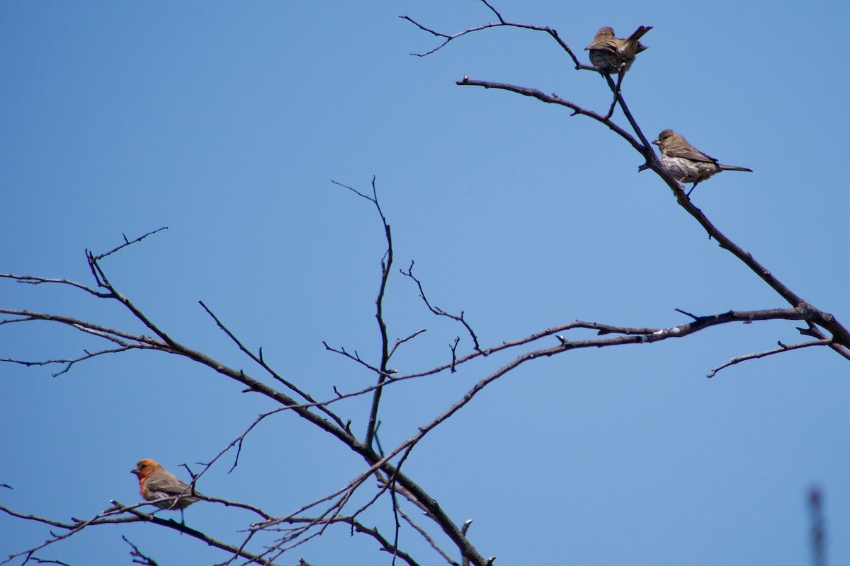 House Finch - ML637306064